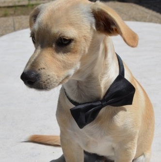 Dog Bow - Beautiful tie for your dog
