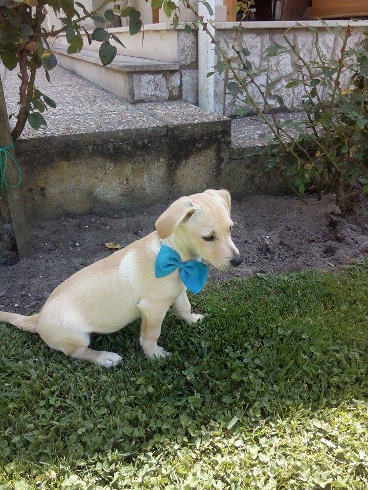Dog Bow - Beautiful tie for your dog
