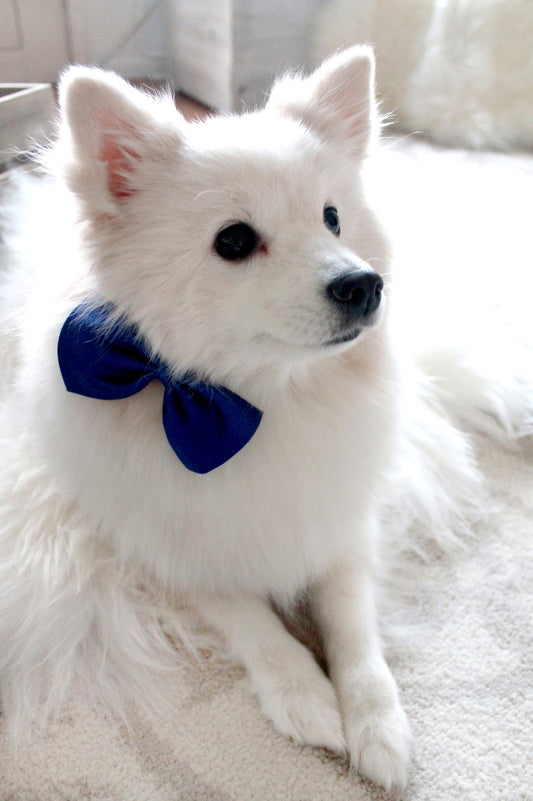 Dog Bow - Beautiful tie for your dog