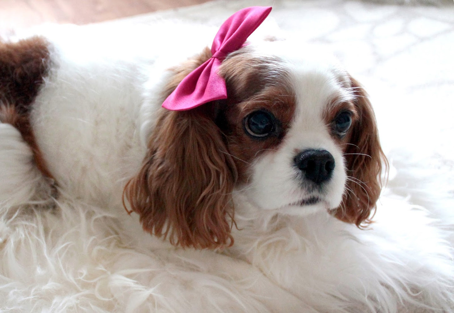 Dog Bow - Beautiful tie for your dog